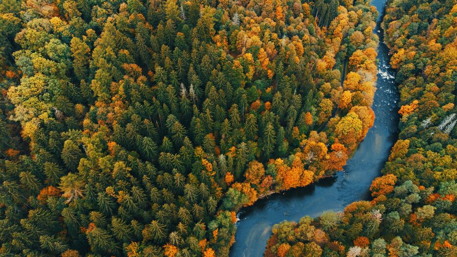 A river runs through a forest in the wilderness